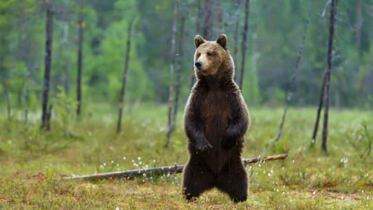 What To Do And What Not To Do If You Ever Come Face To Face With A Wild Bear
