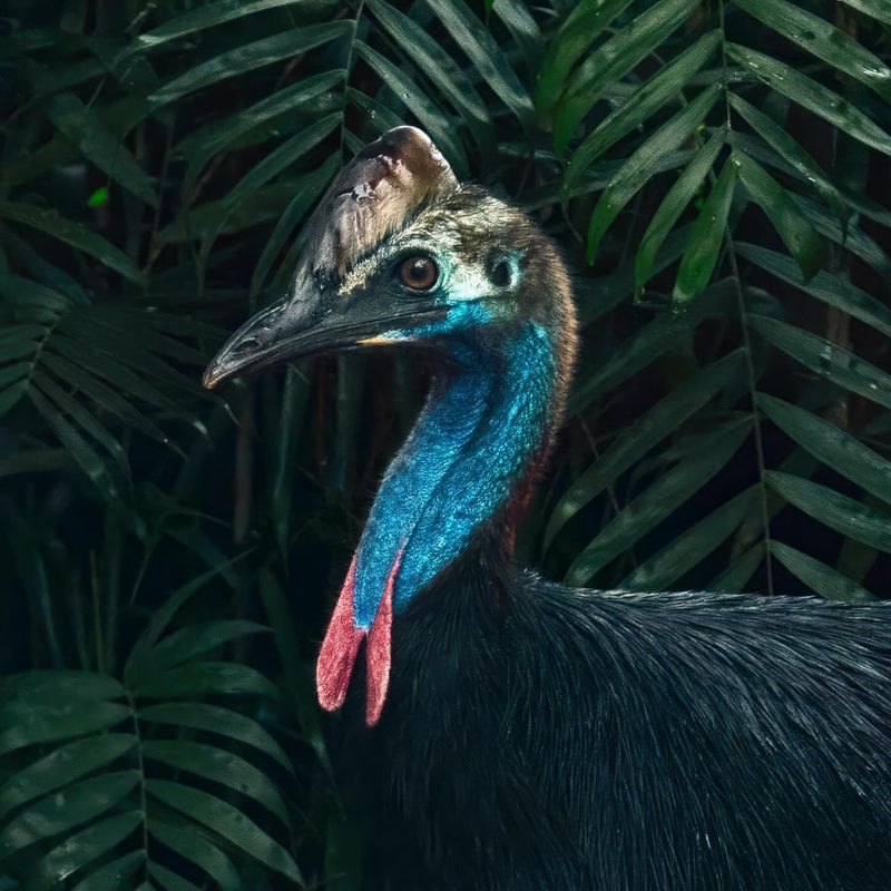 What To Do If You Encounter a Cassowary in the Wild