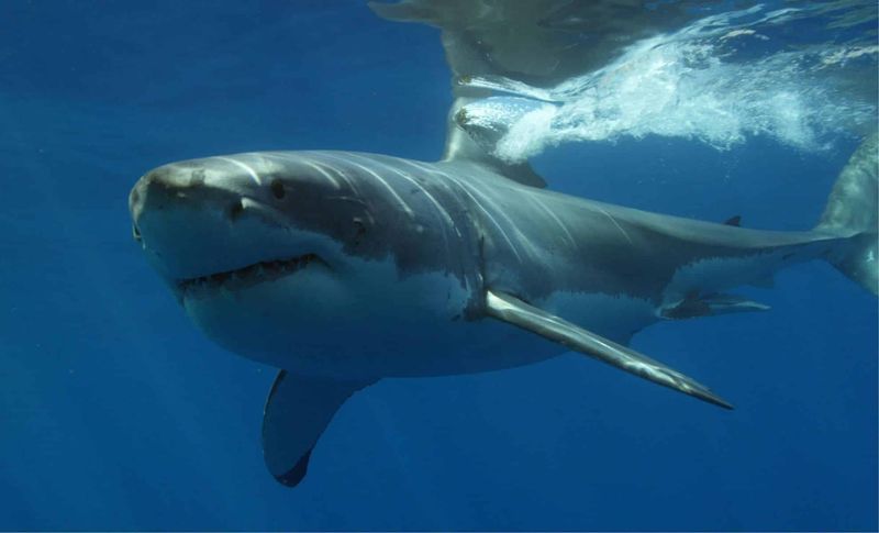 What We Know About Great White Sharks