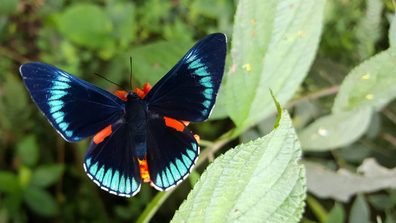 What is the Average Lifespan of a Butterfly?