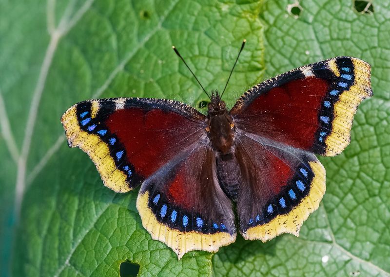 What is the Oldest Age of a Butterfly?