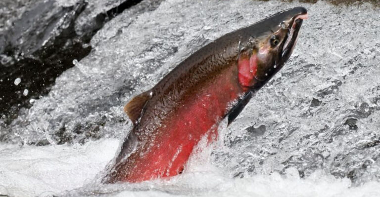 What's Destroying Pacific Salmon? 40 Years Of Research Reveals 11 Culprits