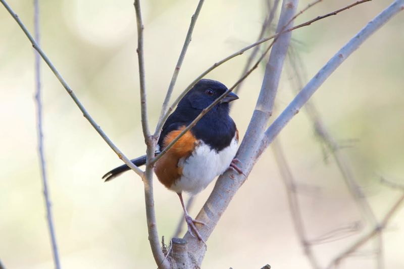 Where Can You Find Eastern Towhees?