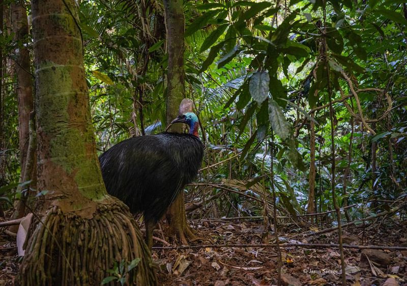 Where They Live: Cassowary Habitats and Range