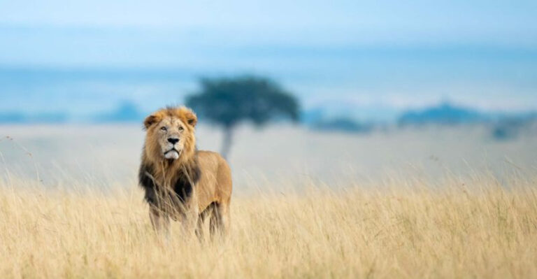 Where To Spot Africa’s Iconic “Big Five”