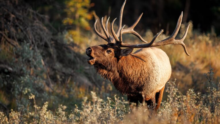 Which U.S. States Have The Most Elk