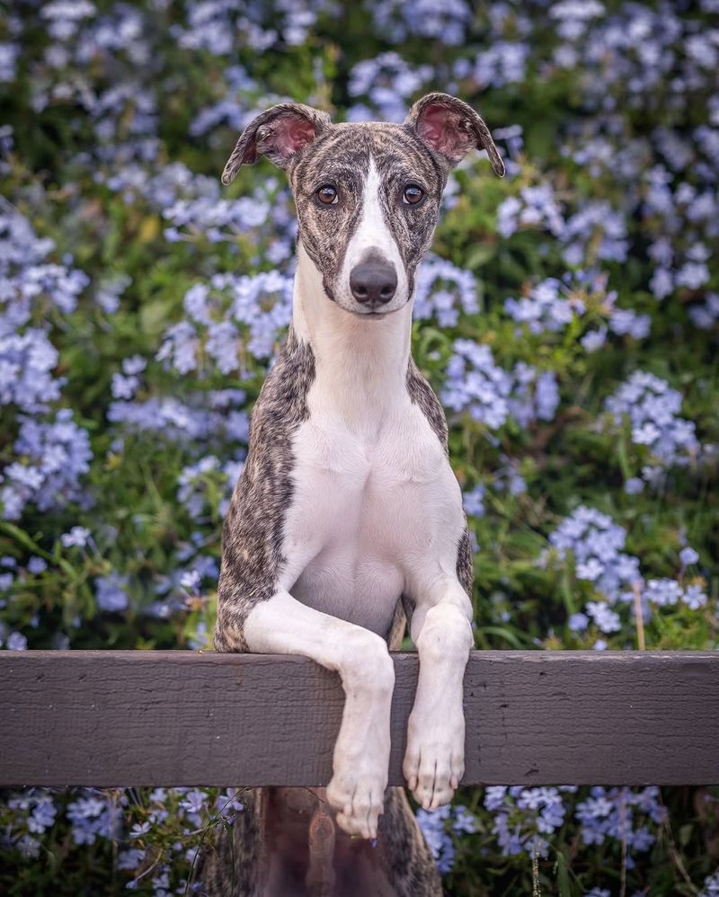 Whippet