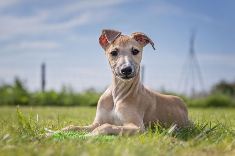 Whippet