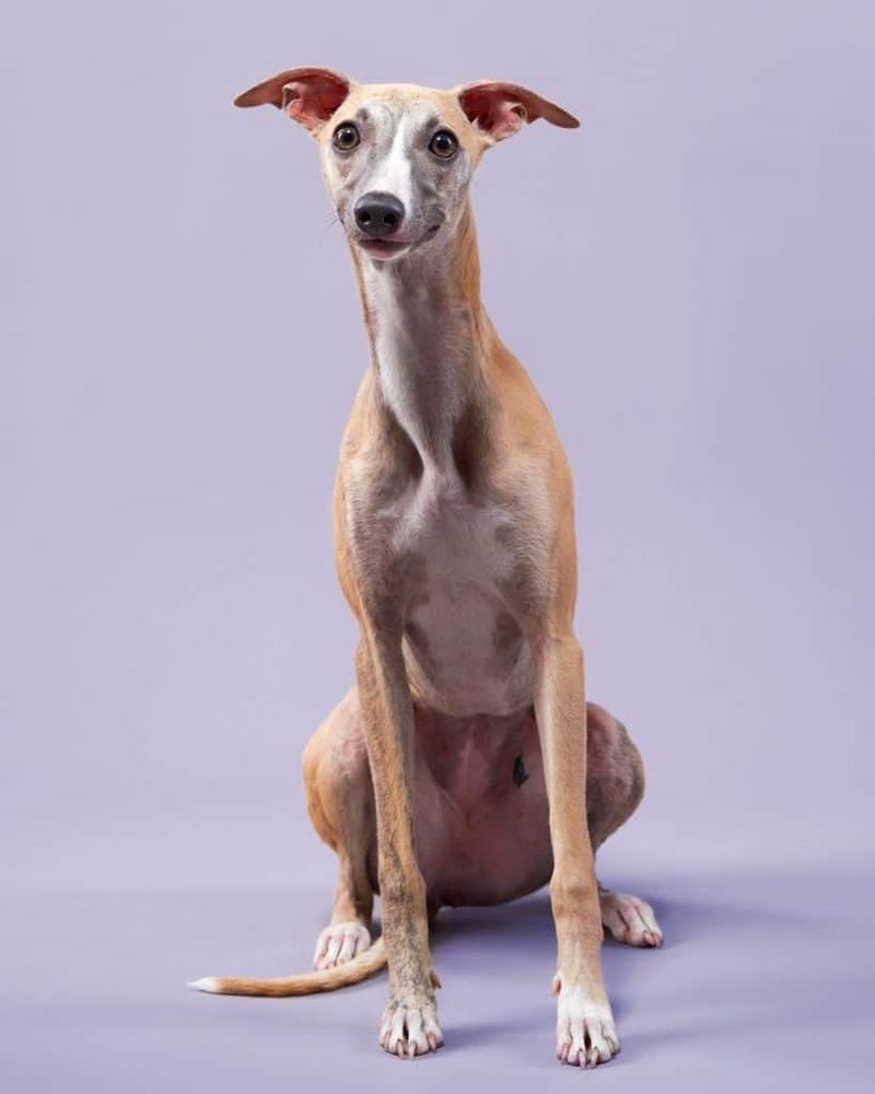 Whippet