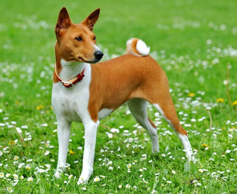 Basenji