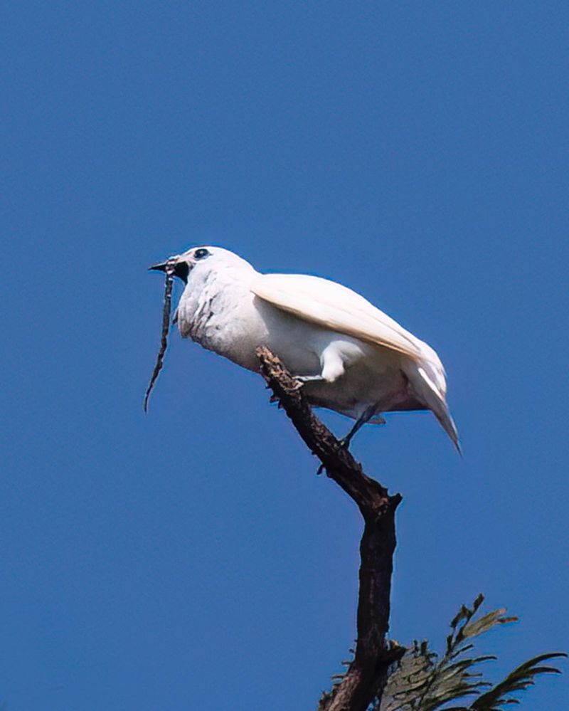 White Bellbird