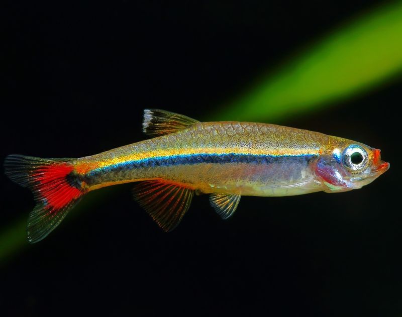 White Cloud Mountain Minnow