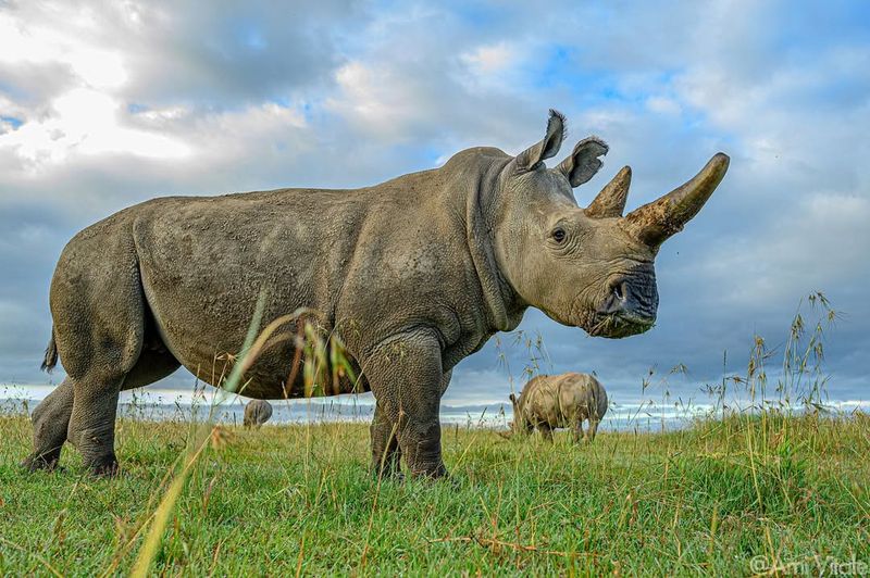 White Rhinoceros