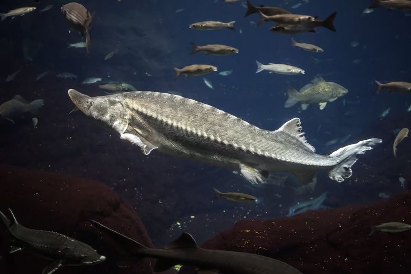 White Sturgeon