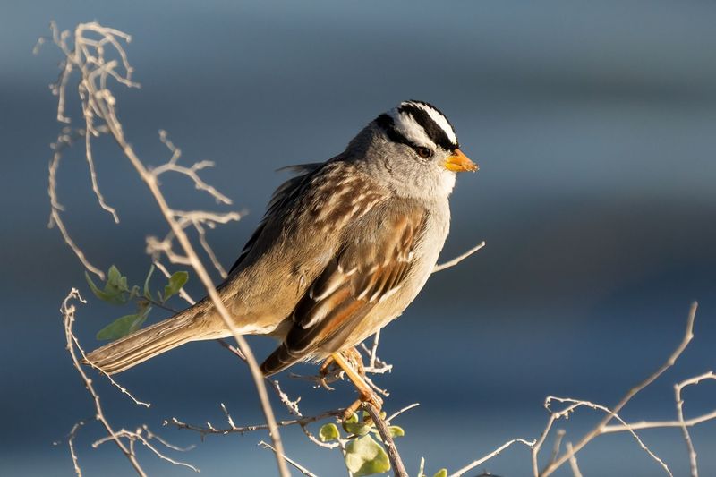 White-crowned Sparrow