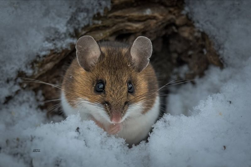 White-footed Mouse