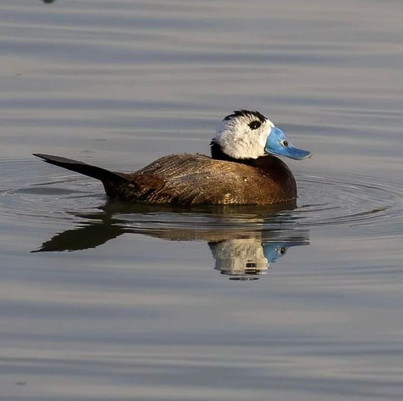 White-headed Duck