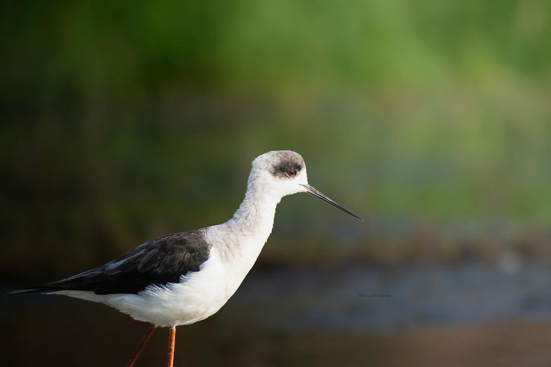 White-headed Stilt