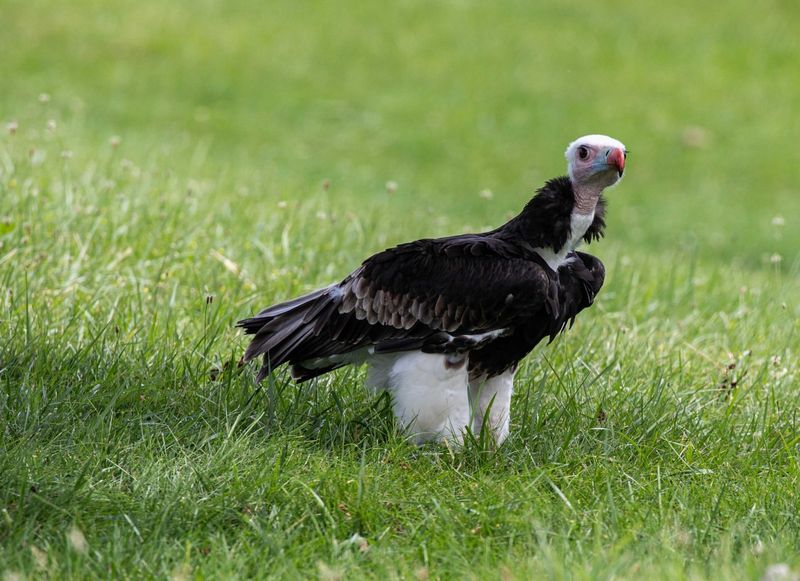 White-headed Vulture