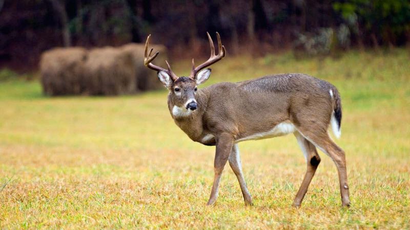 White-tailed Deer