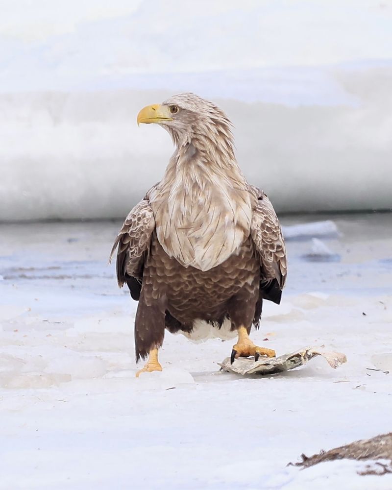 White-tailed Eagle