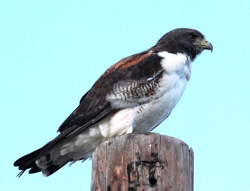 White-tailed Hawk