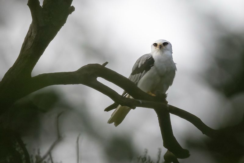 White-tailed Kite