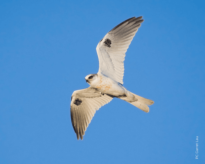 White-tailed Kite