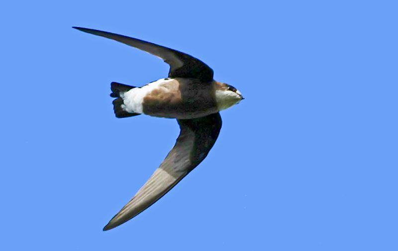 White-throated Needletail