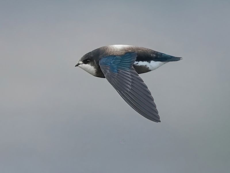 White-throated Needletail