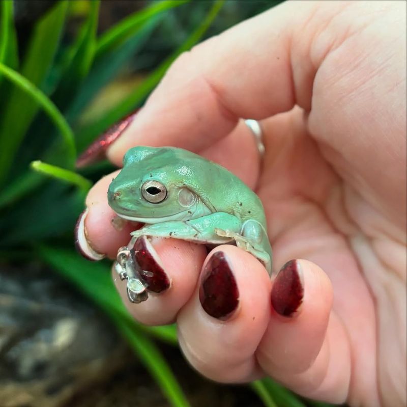 White’s Tree Frog