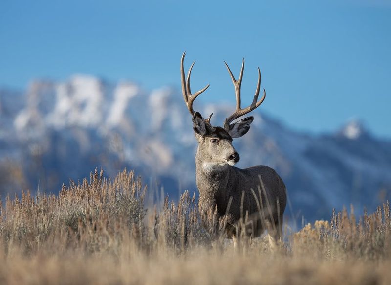 Mule Deer