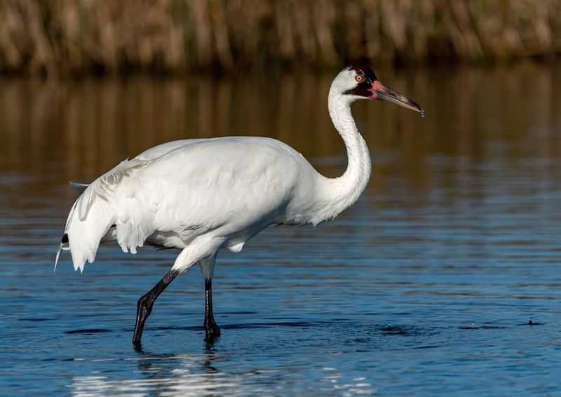 Whooping Crane