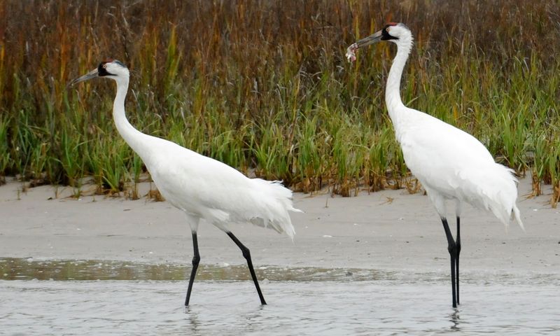 Whooping Crane in Texas