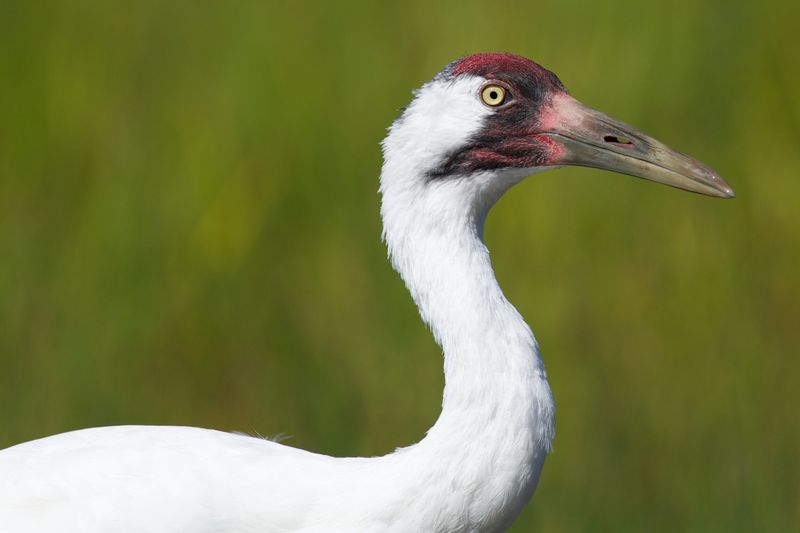 Whooping Crane