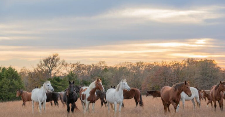 Why Are There So Many Free-Roaming Wild Mustangs In Nevada?