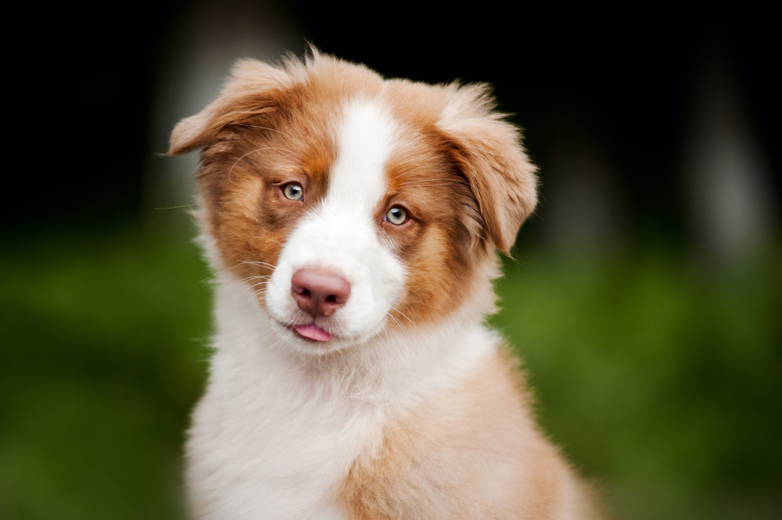 Why Australian Shepherds Are Texas’ Favorite – And 13 Other Breeds That Thrive Here