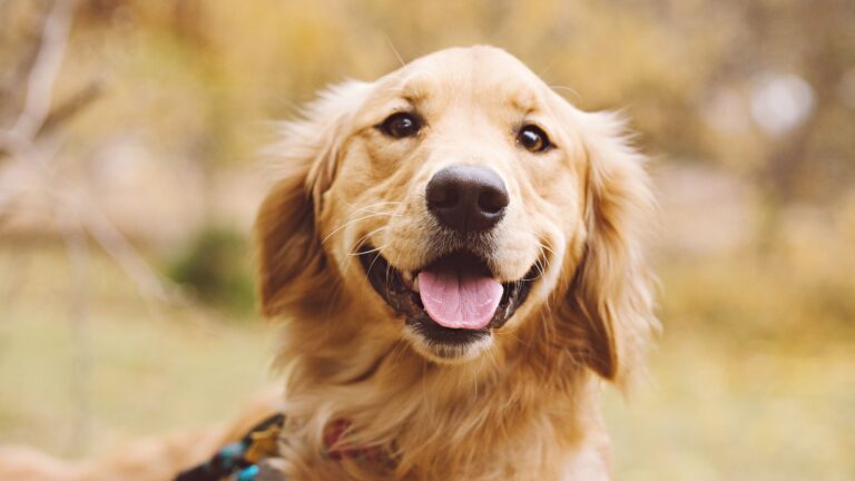 Why California Prefers Golden Retrievers (And 10 Other Popular Breeds There)