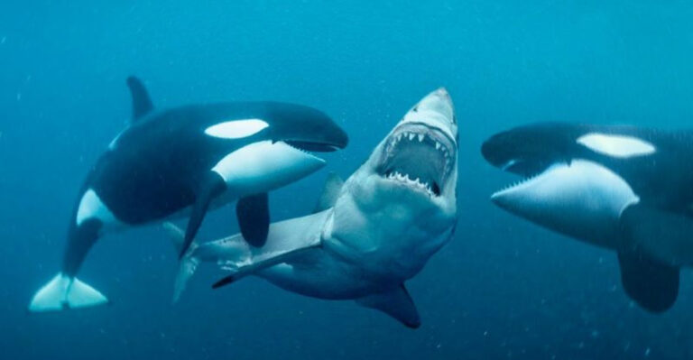 Why Do Orcas Hunt Great White Sharks?
