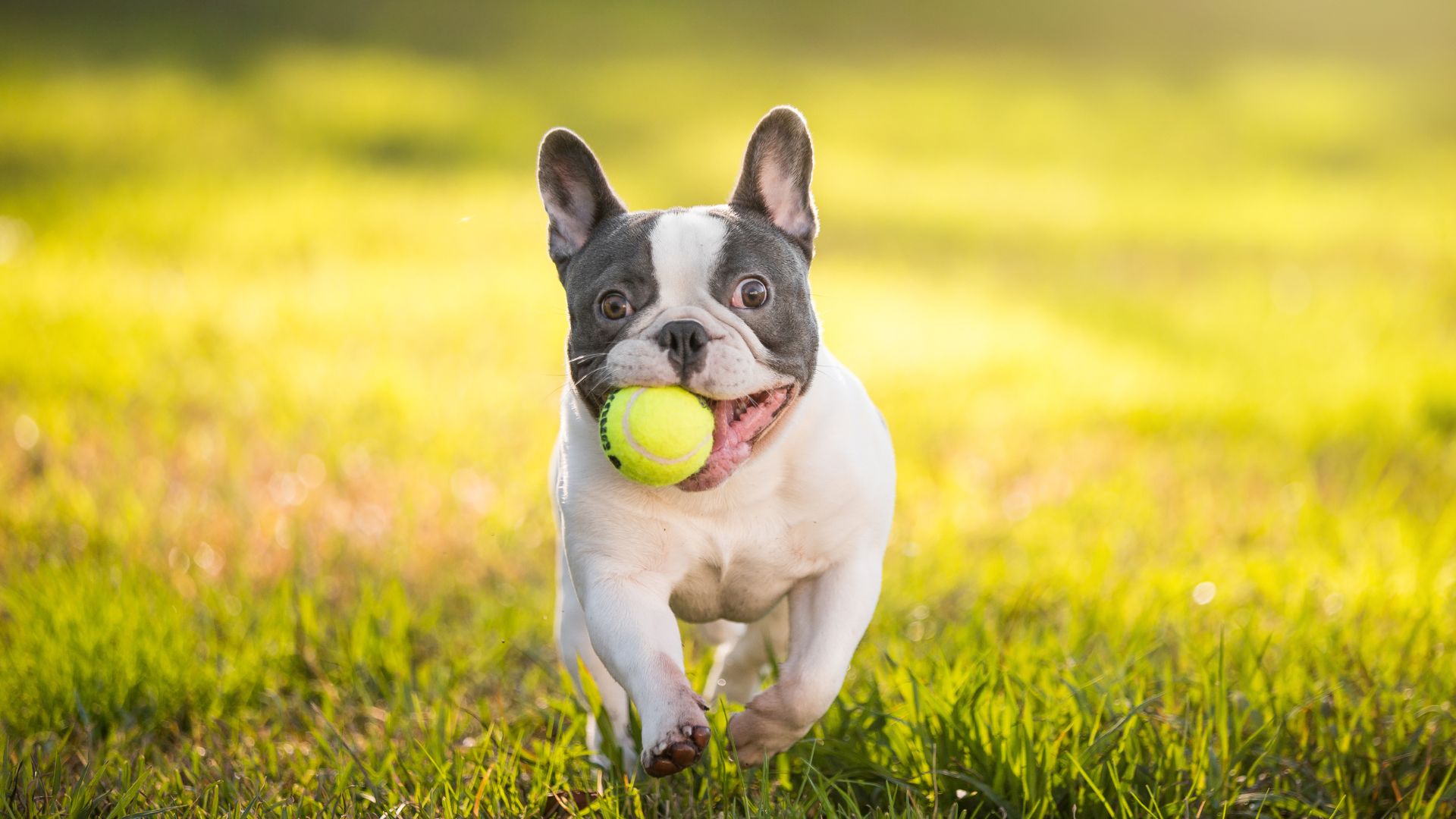 Why New York Is Obsessed With French Bulldogs (And 7 Other Top Picks)