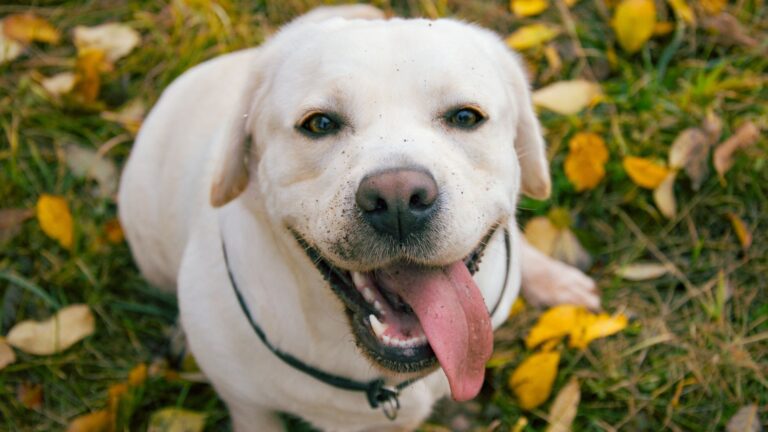 Why North Carolina Loves Labrador Retrievers (And 6 Other Favorite Breeds)