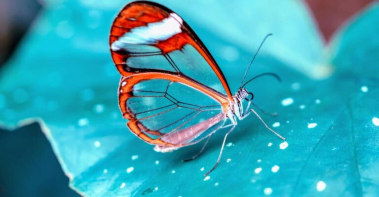 Why Some Animals Have Transparent Bodies (And How They Survive)