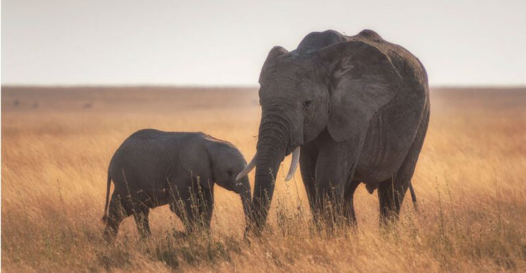 Why Some Animals Never Get Cancer (And How They Do It)