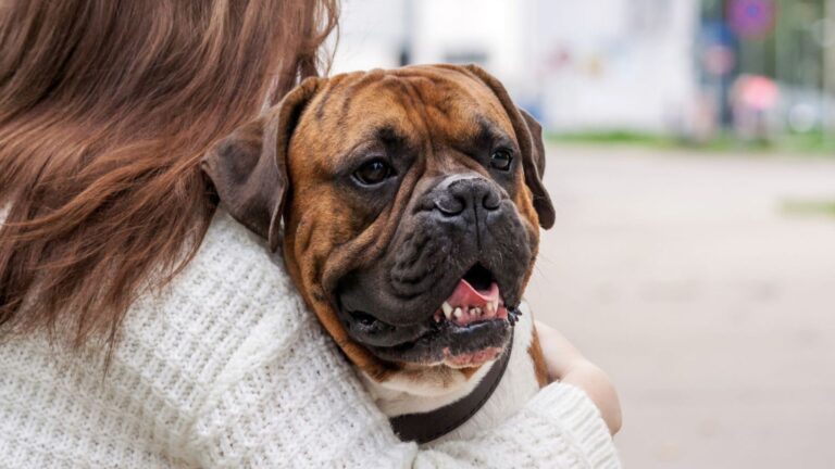 Why The Boxer And 13 Other Breeds Are Michigan’s Most Loved Dogs