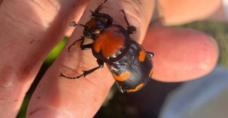 Why The Endangered American Burying Beetle May Disappear Forever In 2025