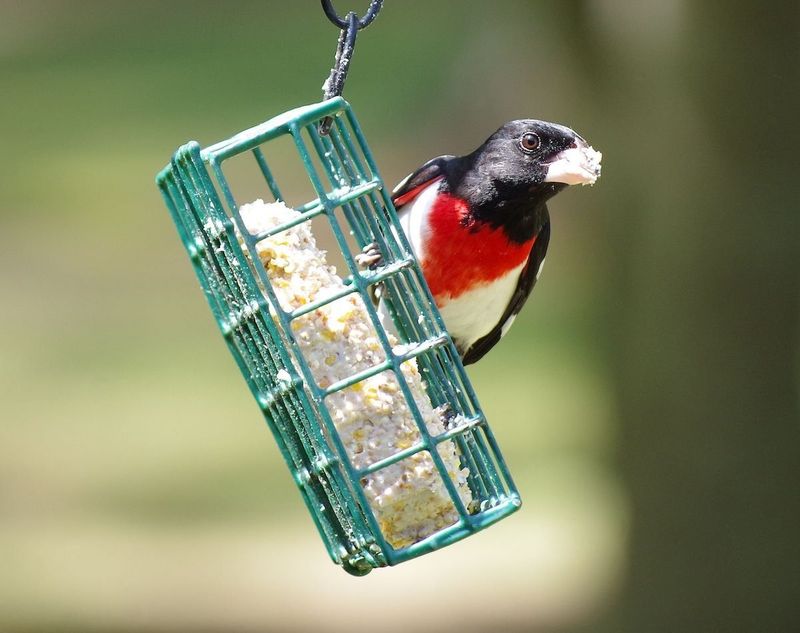 Why is Suet Important for Birds?