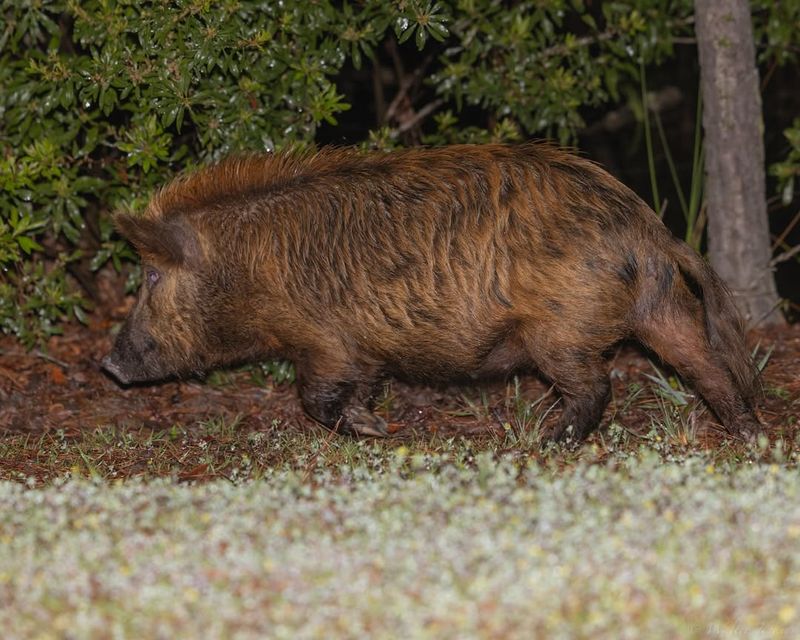 Wild Boars