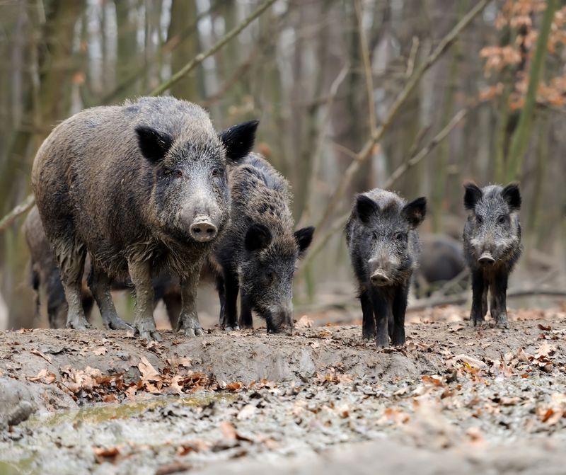 Wild Boars