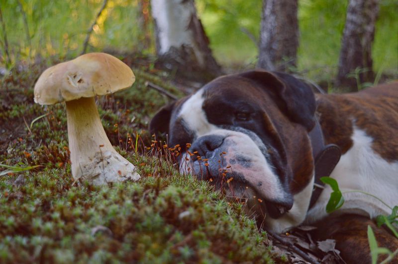 Wild Mushrooms