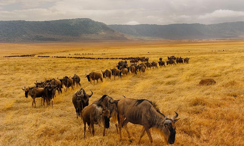 Wildebeest